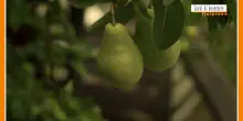Sorsi di Benessere - Un gustoso frullato di pere