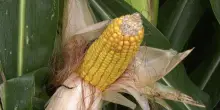 Con Preceon–Smart Corn System il futuro del mais si sviluppa in Italia