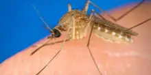 Salgono a 718 i casi di West Nile. Nel Lazio 84 morti