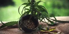 Il cannabidiolo riduce i sintomi di una forma di epilessia