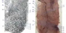 La criminologa Vagli: "Solo ombre". La stoccata dal Dna al foglietto di Sempio