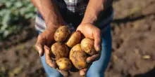 World Food Day, “Potatoes Forever!” celebra la sostenibilità