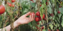 Agroalimentare, cresce il mercato del bio