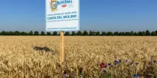 Con “Buongrano” Mulino Bianco porta l'agricoltura rigenerativa a tavola