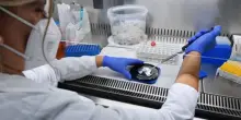 Giorlandino (Uap): "Analisi in farmacia? Nessuna tutela per i pazienti: è deregulation non semplificazione"