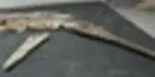 Scoperto un fossile di coccodrillo risalente al Giurassico