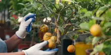 Agroalimentare, l'Italia consolida la crescita