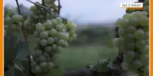 Sorsi di Benessere - Dall'uva un frullato salutare e goloso