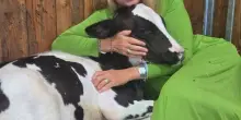 Animali, Brambilla riscatta la mucca fuggita da un macello in Brianza e la adotta