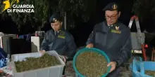 Scoperta “fabbrica della droga” a Napoli, sequestrata una tonnellata di cannabis