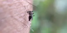 In Italia cresce l'attenzione sulle malattie infettive tropicali