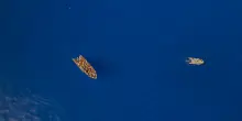 Migranti, naufragio a largo di Lampedusa: almeno 20 morti