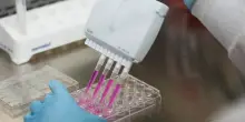 Università, dalla Fondazione Lilly 1,5 milioni per 30 dottorati di ricerca sanitari