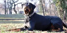 Pisa, azzannata dal rottweiler di famiglia: ferita al volto una donna