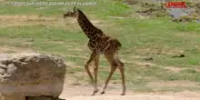 Usa, la giraffa Masai fa la sua prima apparizione allo zoo di San Diego