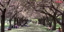 Usa, i newyorkesi si godono la fioritura dei ciliegi al Brooklyn Botanic Garden