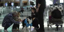 Animali in aereo, cani e gatti in cabina: cambiano regole Enac