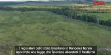 Brasile, nuova legge favorisce allevatori che avevano convertito Foresta Amazzonica in pascolo