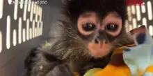 Usa, allo zoo di Oakland un cucciolo di scimmia ritrovato durante un’operazione antidroga