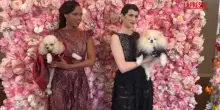 A New York il gala dei cani: abiti come le star