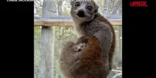 Usa, un nuovo cucciolo di Lemure allo zoo: le immagini dalla Florida