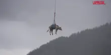 Svizzera, mucche salvate da una frana e portate via in elicottero