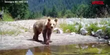 Slovacchia, uomo attaccato da un’orsa: le immagini dell’animale con i suoi due cuccioli