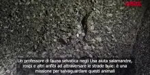 L’uomo che aiuta gli anfibi ad attraversare la strada e li ‘salva’ dall’estinzione