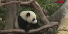 Hong Kong, scelti nomi per cuccioli panda gigante: Jia Jia e De De