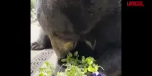 Chicago, l’orso Birch mangia viole del pensiero per variare la sua dieta