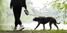 Pistoia, nonna e nipotina aggredite da 3 pitbull: sono gravi