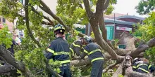Venezia, crolla albero in piazzale Roma: 10 feriti
