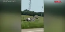 Usa, la zebra in fuga nel Tennessee