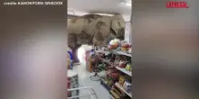Thailandia, elefante semina il panico in un minimarket