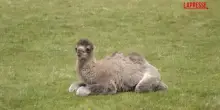 Regno Unito, allo zoo nasce cucciolo cammello Battriano: i suoi primi passi