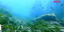 Mari e oceani, allarme Wwf: posidonia a rischio, maggiori impatti per l’Italia