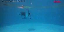 Delfino partorisce con l’aiuto di un’altra mamma allo zoo di Chicago: il video della nascita