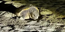 Sulla spiaggia del Circeo il primo nido di tartaruga Caretta Caretta dell’anno
