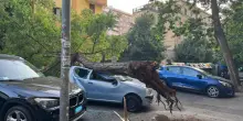 Roma, albero cade sulla Circonvallazione Appia: distrutta un’auto