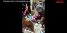 Usa, orso bruno dal dentista: l’animale ha un nuovo dente canino