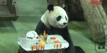Taipei, il panda gigante Yuanbao festeggia il suo quinto compleanno