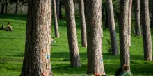 Villa Pamphili, indagini su possibile truffa di Kauffman per fondi film