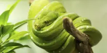 Australia, serpente a bordo: volo Melbourne-Brisbane ritarda 2 ore