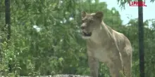 Caldo, allo zoo di Parigi ghiaccioli per nutrire gli animali
