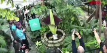San Francisco, decine di persone al giardino botanico per la fioritura della "Pianta cadavere"