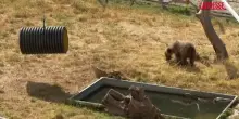 Kosovo, cucciolo di orso salvato dalla tratta illegale: le immagini della sua nuova casa a Pristina