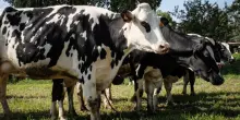 Bluetongue, primi focolai su animali in Molise