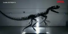 Venduti all’asta da Sotheby’s uno scheletro di dinosauro