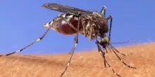 West Nile virus, Iss: “Da inizio anno 10 casi, 7 in provincia di Latina”