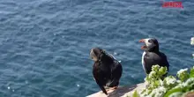Norvegia, le immagini dellhotel dei gabbiani che li tiene al riparo da pesca e malattie